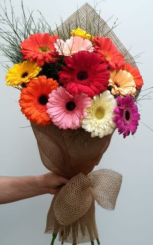 Buquê Parabéns com 12 Gerberas