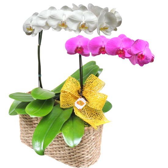 Orquídea branca e Roxa no cesto de palha
