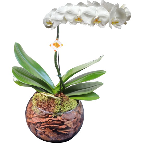 Orquídea Branca Phalaenopsis  | Vidro redondo