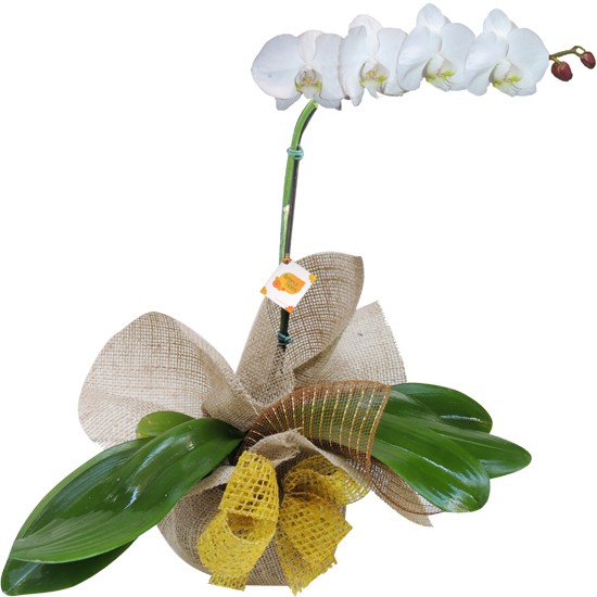 Orquídea Phalaenopsis Branca para presente