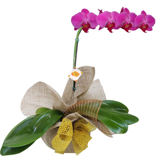 Orquídea Phalaenopsis Roxa para presente