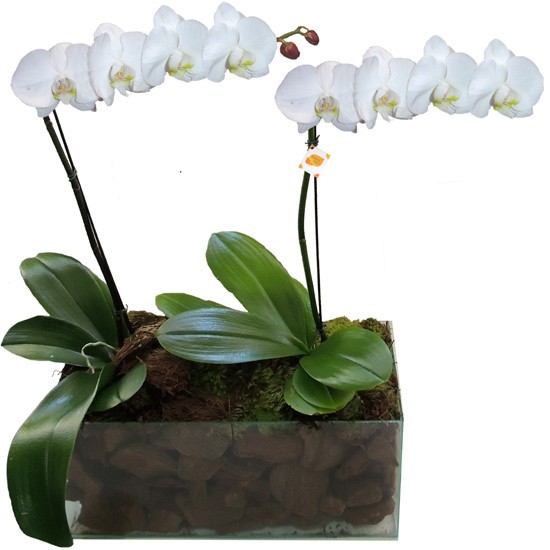 Orquídea Branca Phalaenopsis em Dobro | Vidro