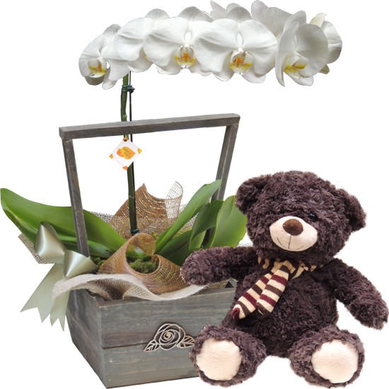 Cesta Orquídea Branca com Urso de Pelúcia