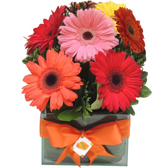 Flores &amp; Cores | Gerberas