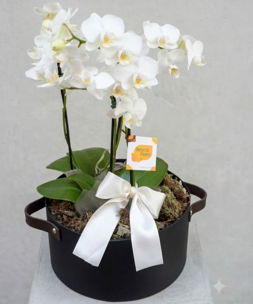 Mini Orquídea Phalaenopsis Dupla Branca — Cachepô Luxo