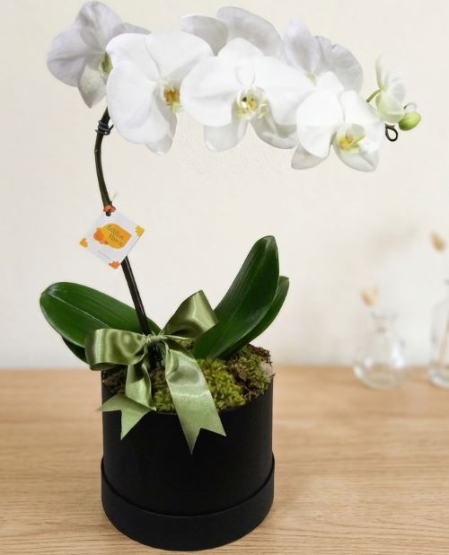 Orquídea Phalaenopsis Branca Luxo – Elegância em Caixa Black