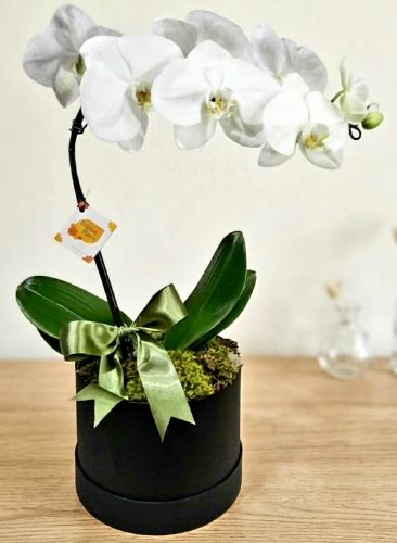 Orquídeas Exclusivas | Rebeca Flores