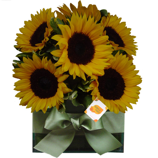 Flores &amp; Cores | Girassois