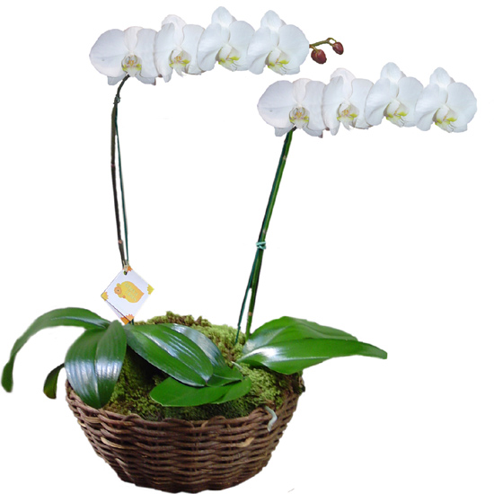 Orquídea Phalaenopsis em Dobro Branca | Cesto Cipó